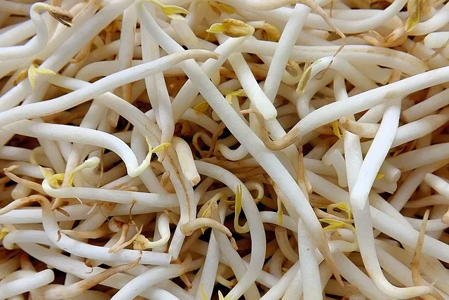 녹두 재배 직파 심기 병해 예방 수확 건조_3