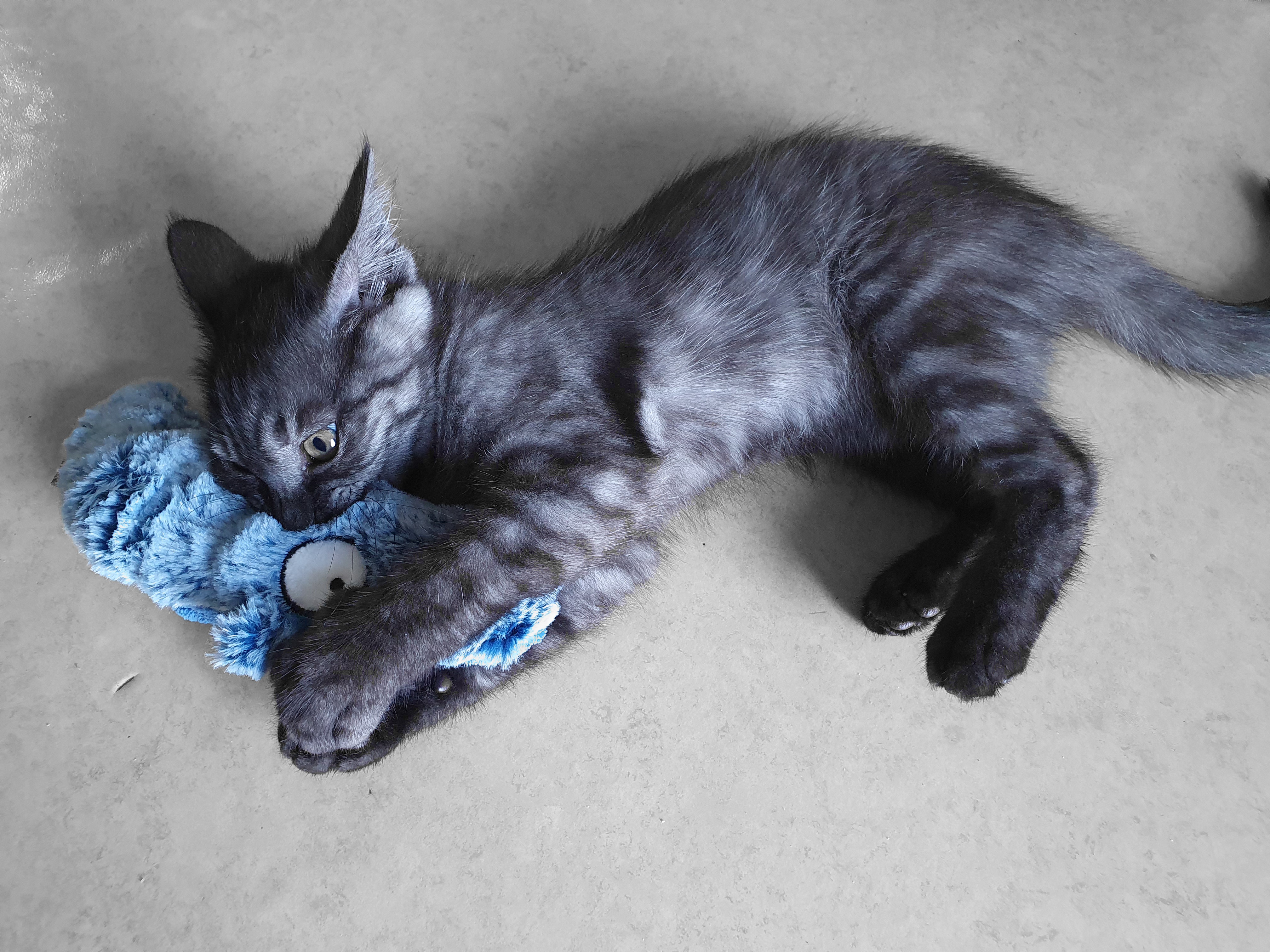 고양이와 애착인형 2