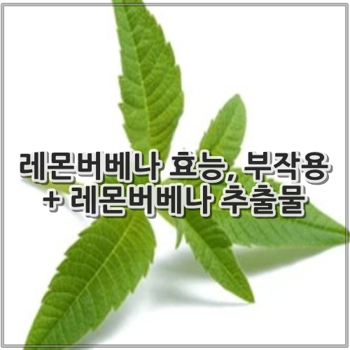 레몬버베나 효능, 부작용 + 레몬버베나 추출물