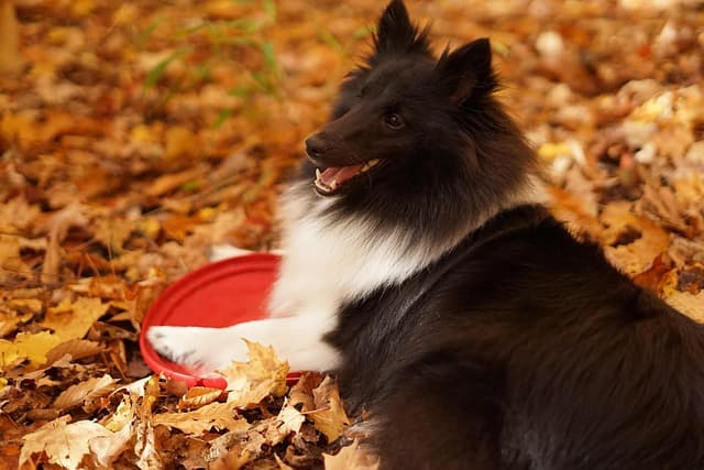 canine atopic dermatitis