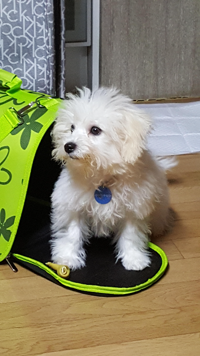 강아지 빗질은 얼마나 자주 해야 할까? 털 관리 방법