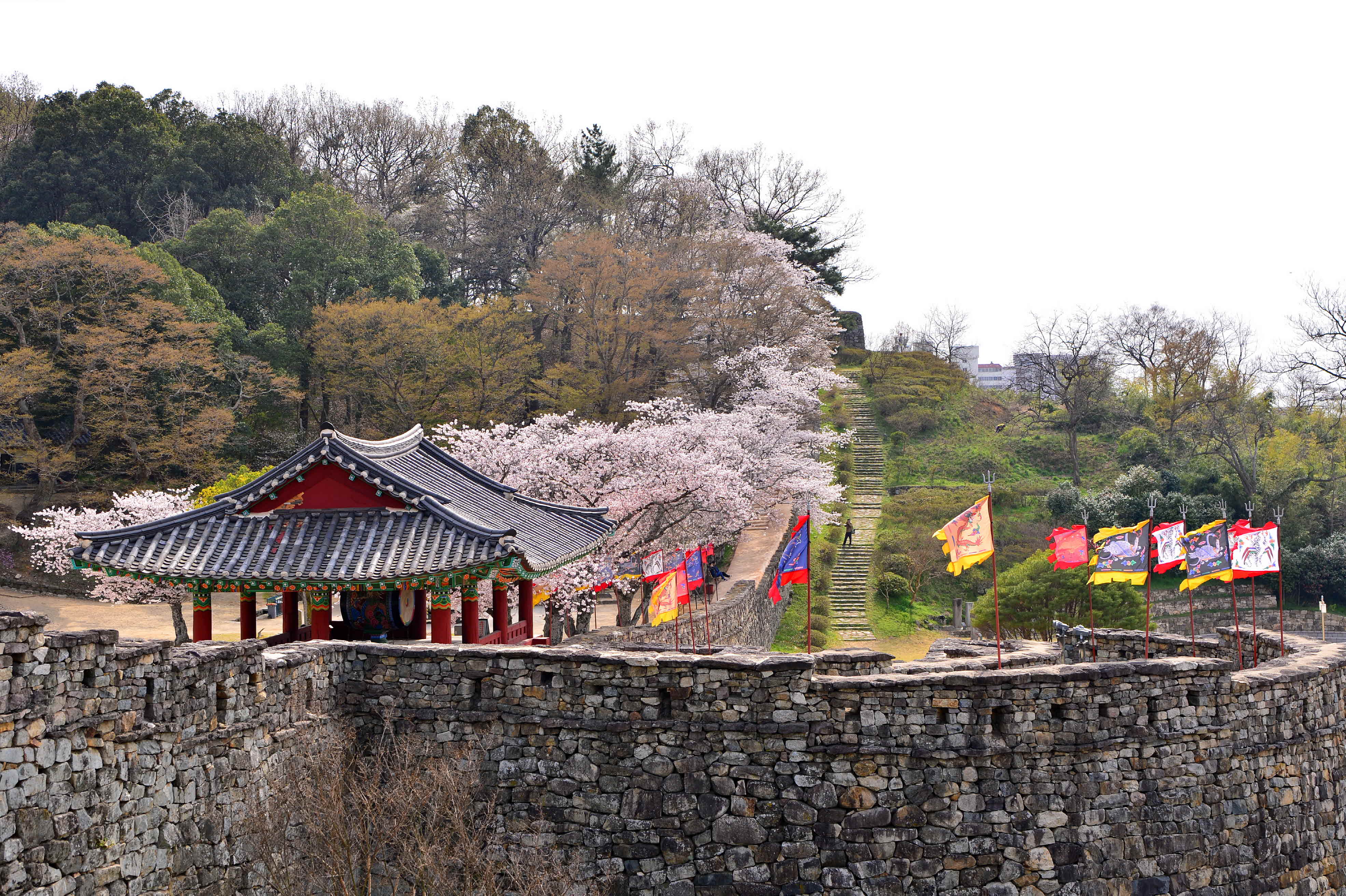 고창읍성의 벚꽃핀 모습