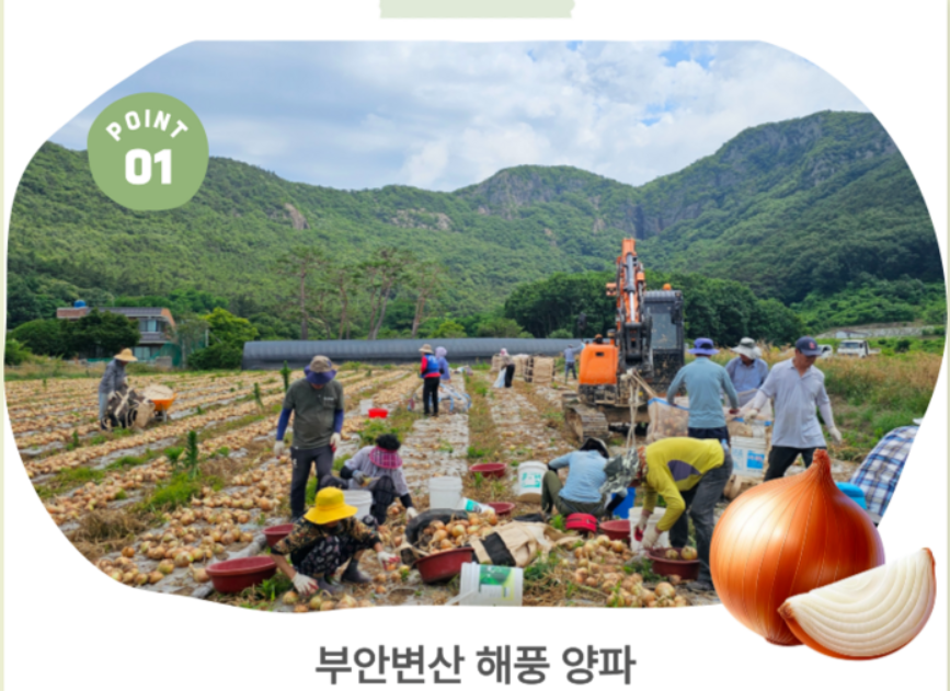 양파- 농사-수확-사람들