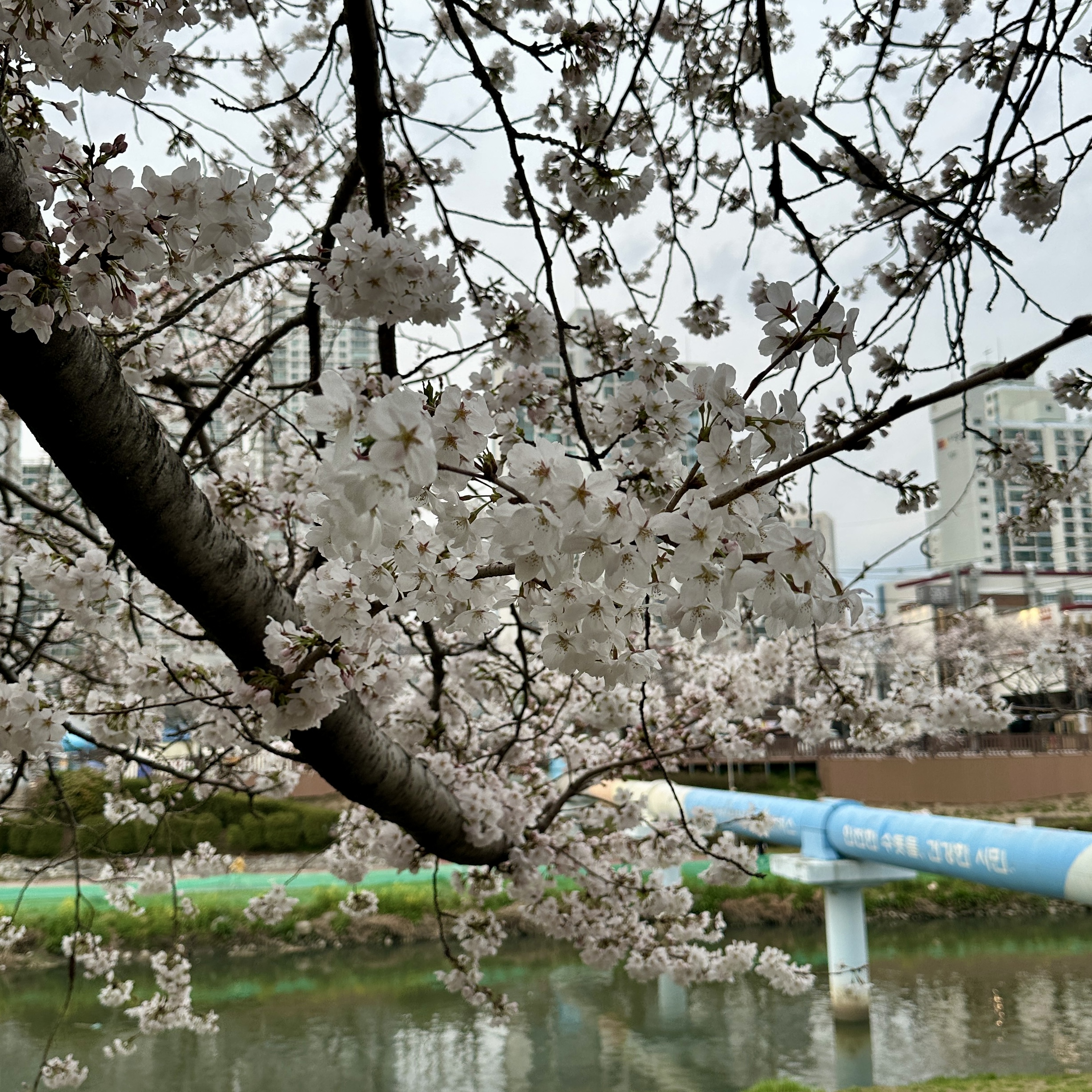 온천천시민공원_벚꽃실시간