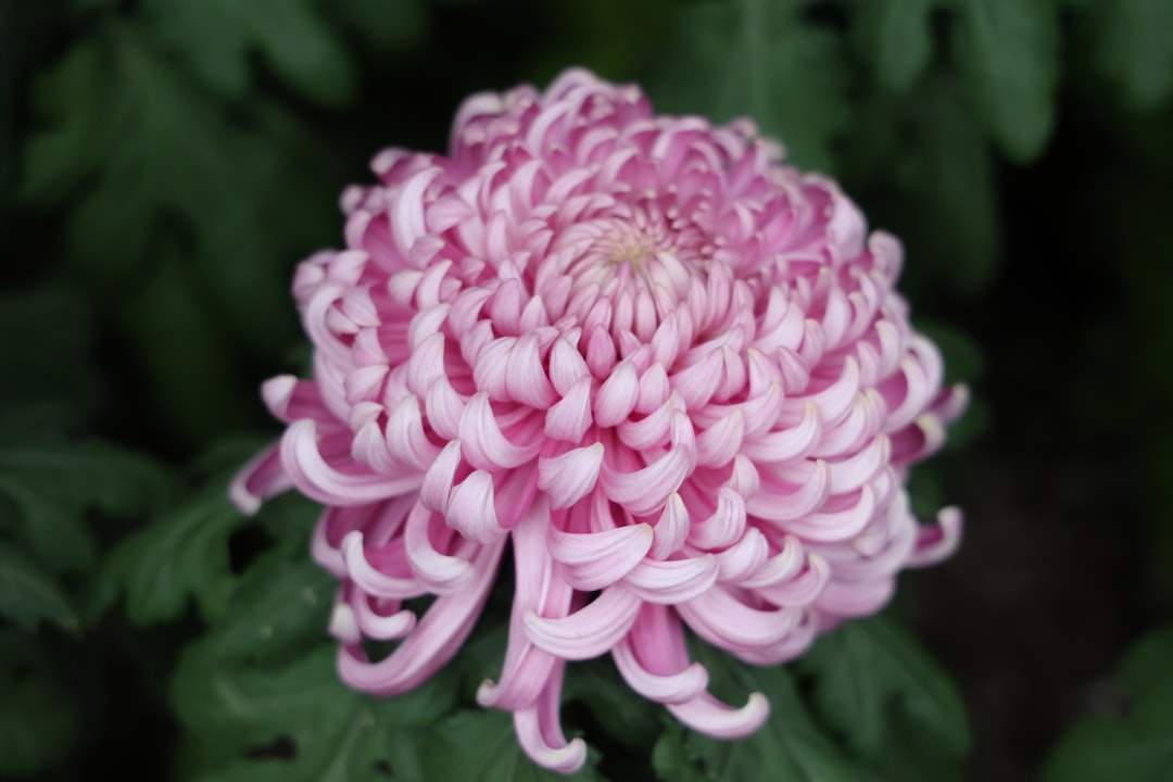 Chrysanthemum