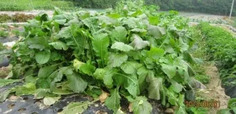 순무 재배 봄 가을 파종 비료 절감 키우기 요령_5