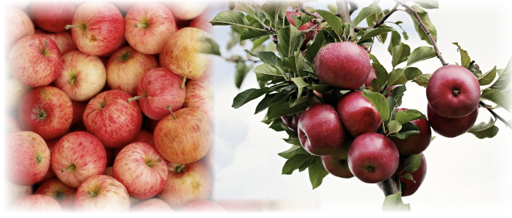 아침에 먹는 사과