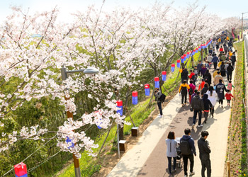 부산 강서구 벚꽃 축제