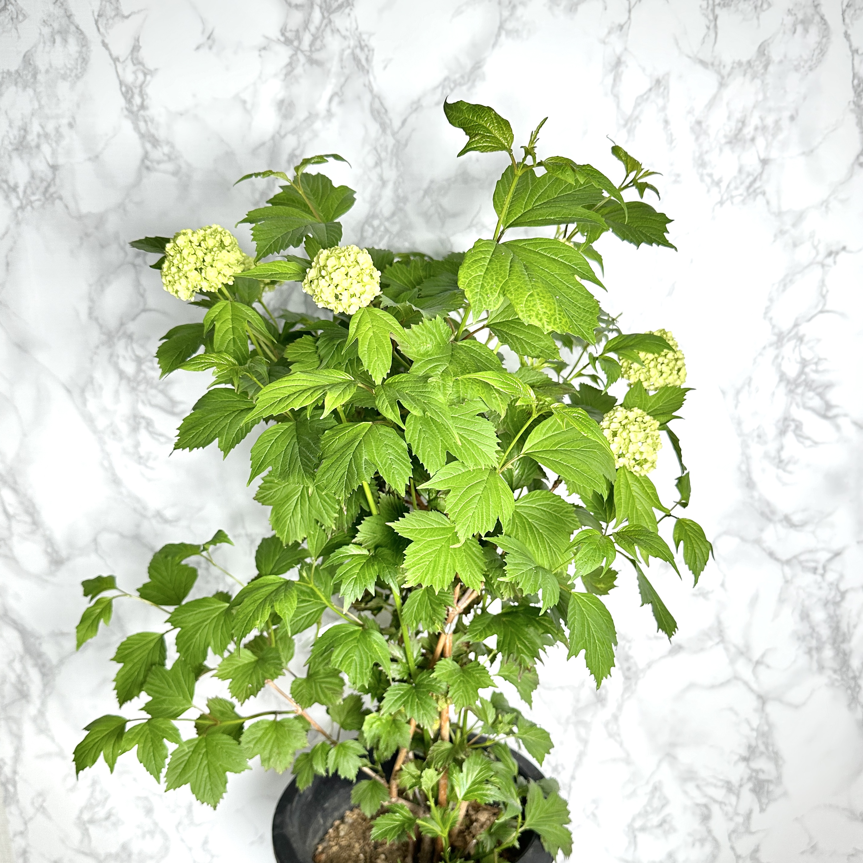 불두화 키우기 수국 꽃 목수국