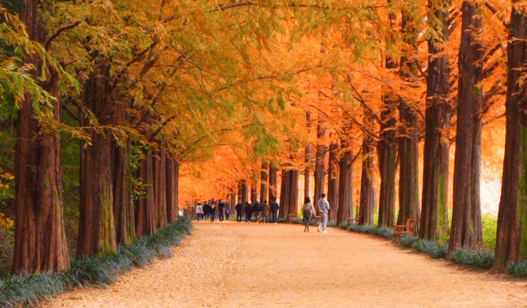 메타세쿼이아길