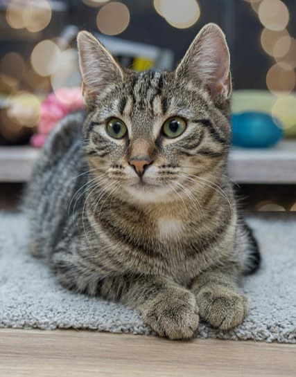 코리안 숏헤어를 위한 필수 예방접종 가이드