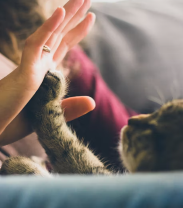 반려동물 미용실 창업에 대하여 알아보기