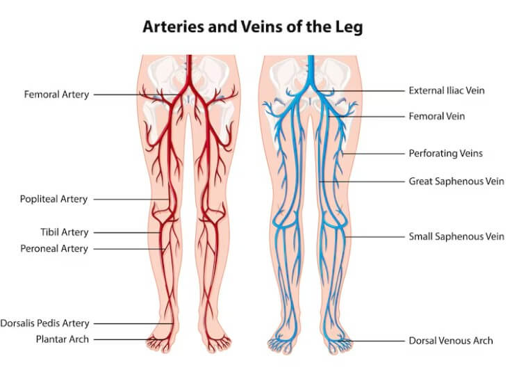 신체 중 하체의 혈관 분포도