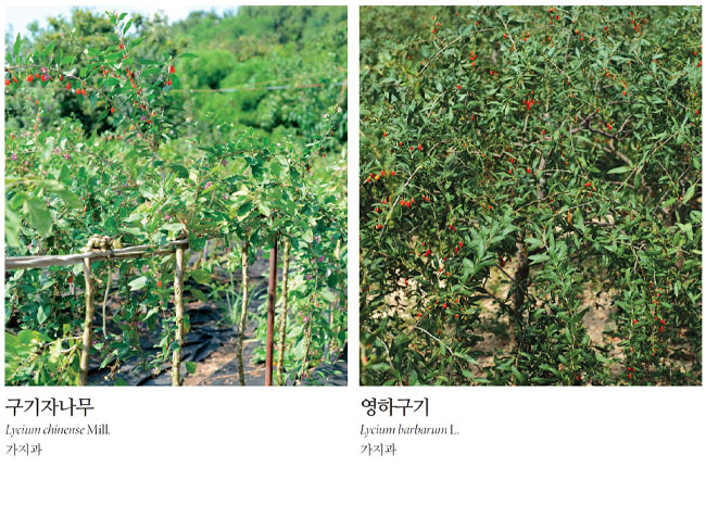 구기자나무와 영하구기