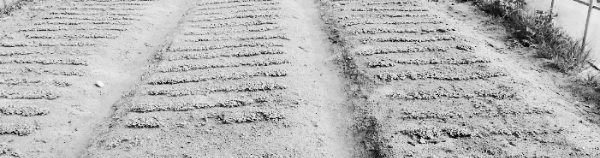 들깨 모종 심는 시기 (들깨 모종 파종시기)