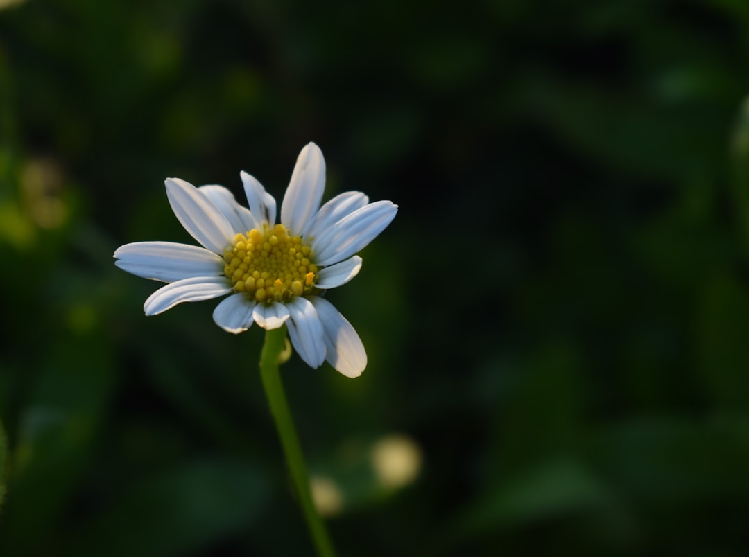 Naminara
