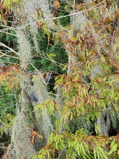 Spanish moss curtaining the tree branches