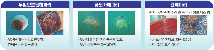 대한민국 출몰 해파리 정보