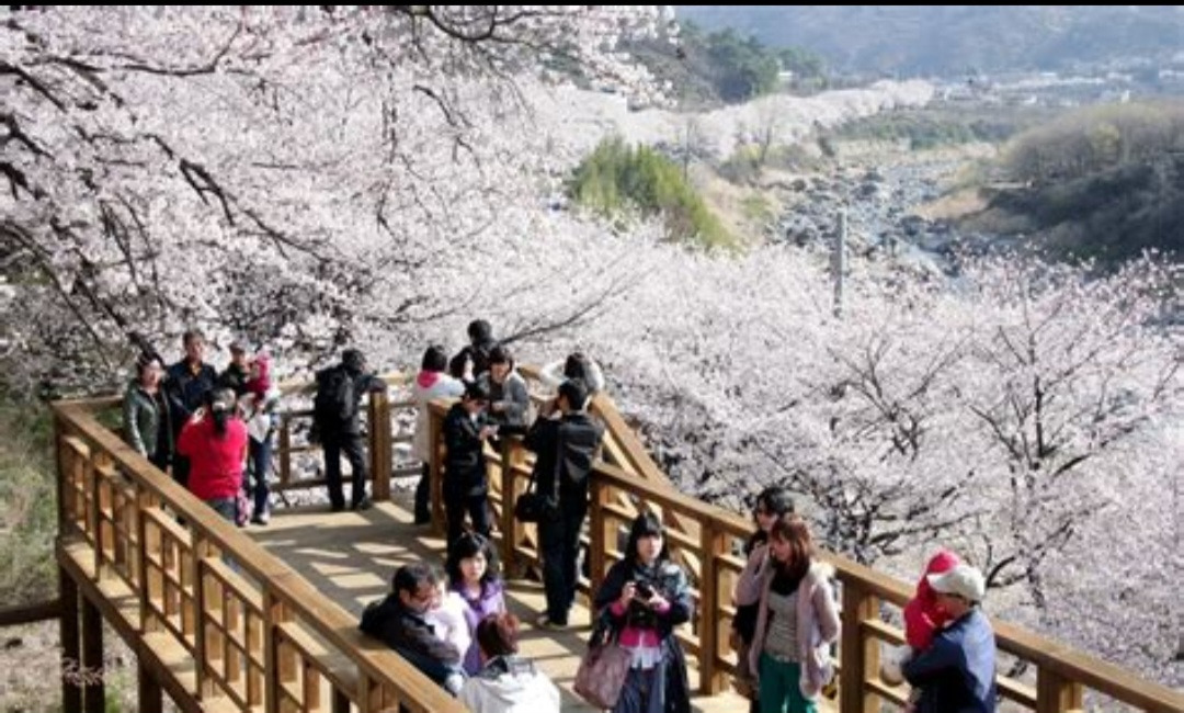 하동 벚꽃 축제