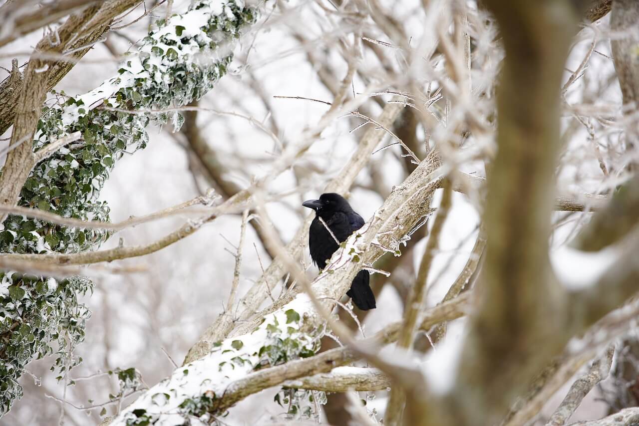 한라산 영실코스 예약 없이 갈 수 있을까? 탐방로 정보부터 주차팁까지