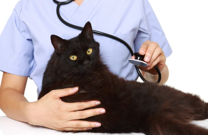 청진기를 맞고 있는 고양이.