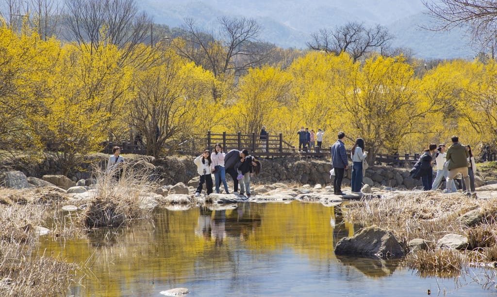 구례산수유축제 일정, 서울에서 당일치기 가능! 2025년