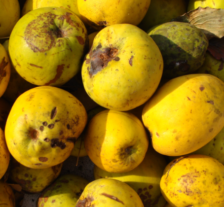 모과청 만드는법