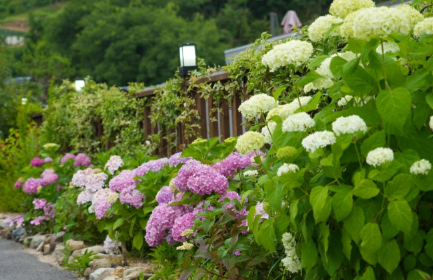경상권 수국명소 추천 7곳, 여름의 정취를 만끽할 수 있는 곳