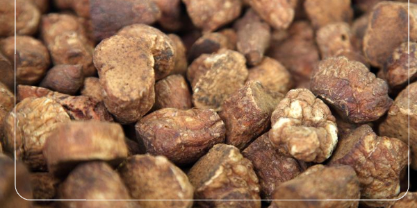 둥글레차의 주요 효능12