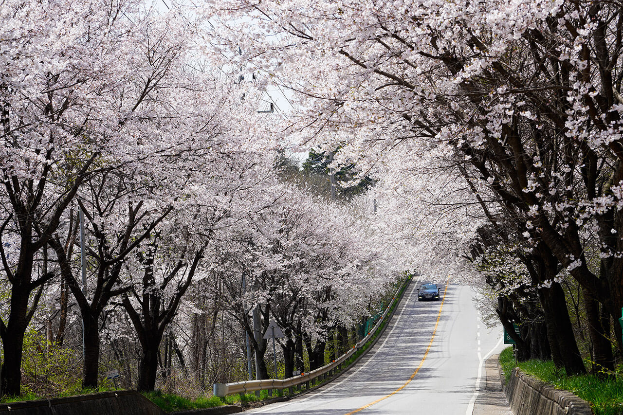 화담숲 벚꽃 만개 도쿄 벚꽃 만개 일본 벚꽃 만개시기 부산 벚꽃 만개 오사카 벚꽃 만개 대구 벚꽃 만개 서울 벚꽃 만개 경주 벚꽃 만개시기 경주 벚꽃 만개 서울 벚꽃 만개시기 벚꽃관광 3월후쿠오카벚꽃 내소사벚꽃 진해군항제벚꽃 일본벚꽃여행패키지 경주 벚꽃 여행 일본벚꽃패키지 영암 벚꽃 축제 벚꽃개화기 오사카 벚꽃 여행 영암벚꽃 국내벚꽃여행 마이산벚꽃
