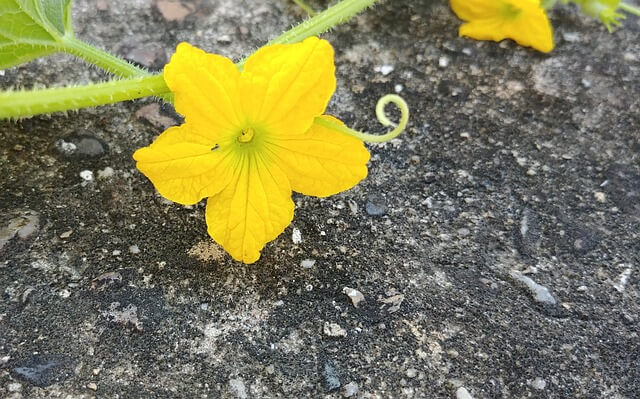 참외-효능