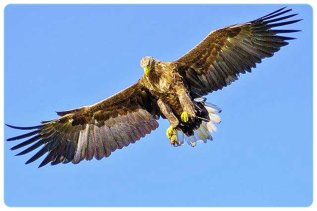 독수리꿈-해몽-풀이-eagle