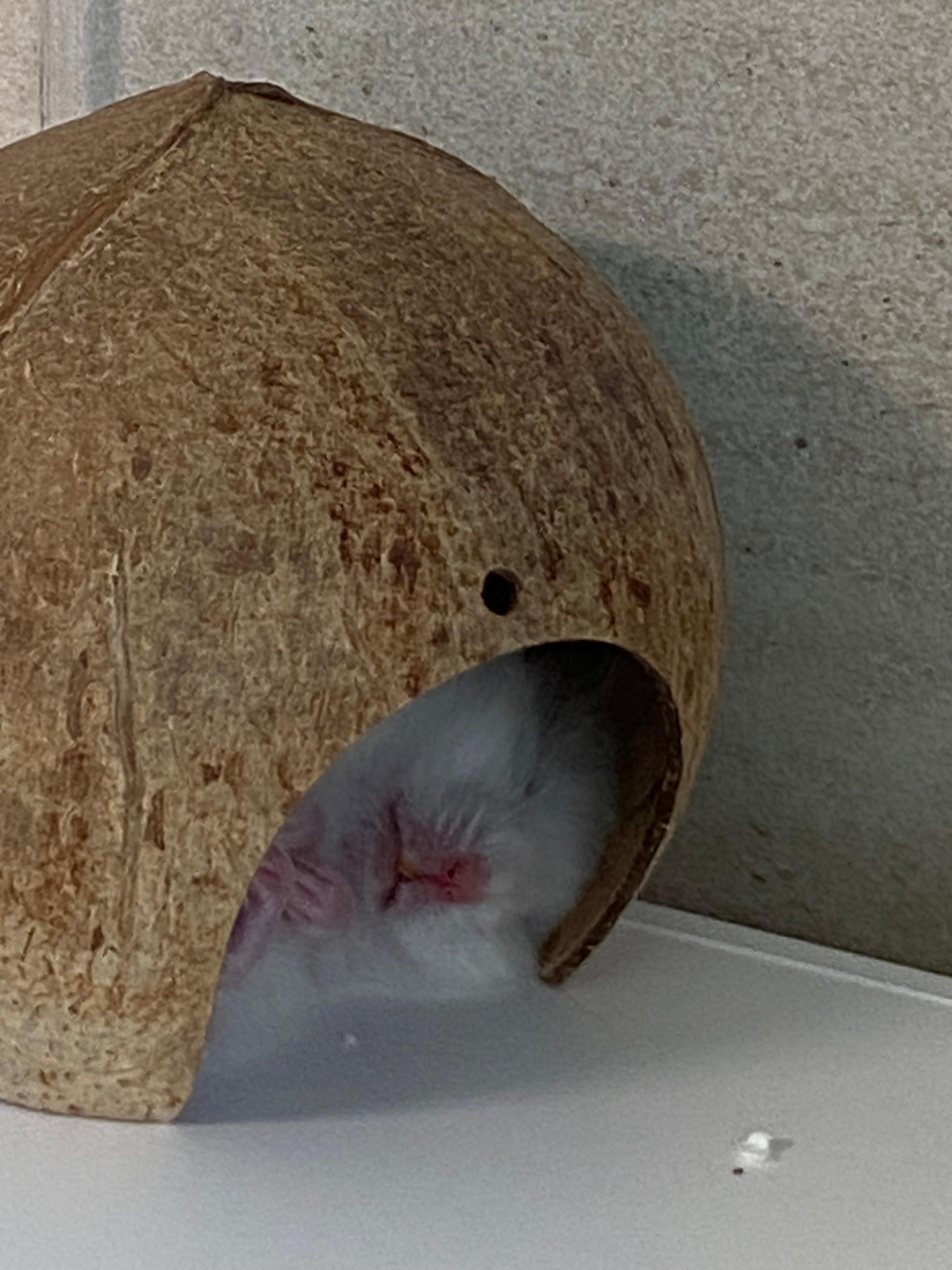 귀요미햄스터 밥잘먹고 은신처에서 자는 모습 귀요미 귀요미