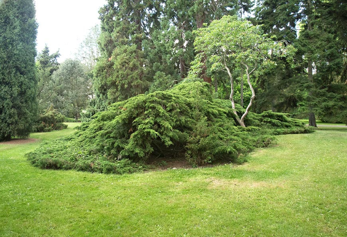 [정원수목]소형 정원에 딱 맞는 포인트 수목 추천 리스트