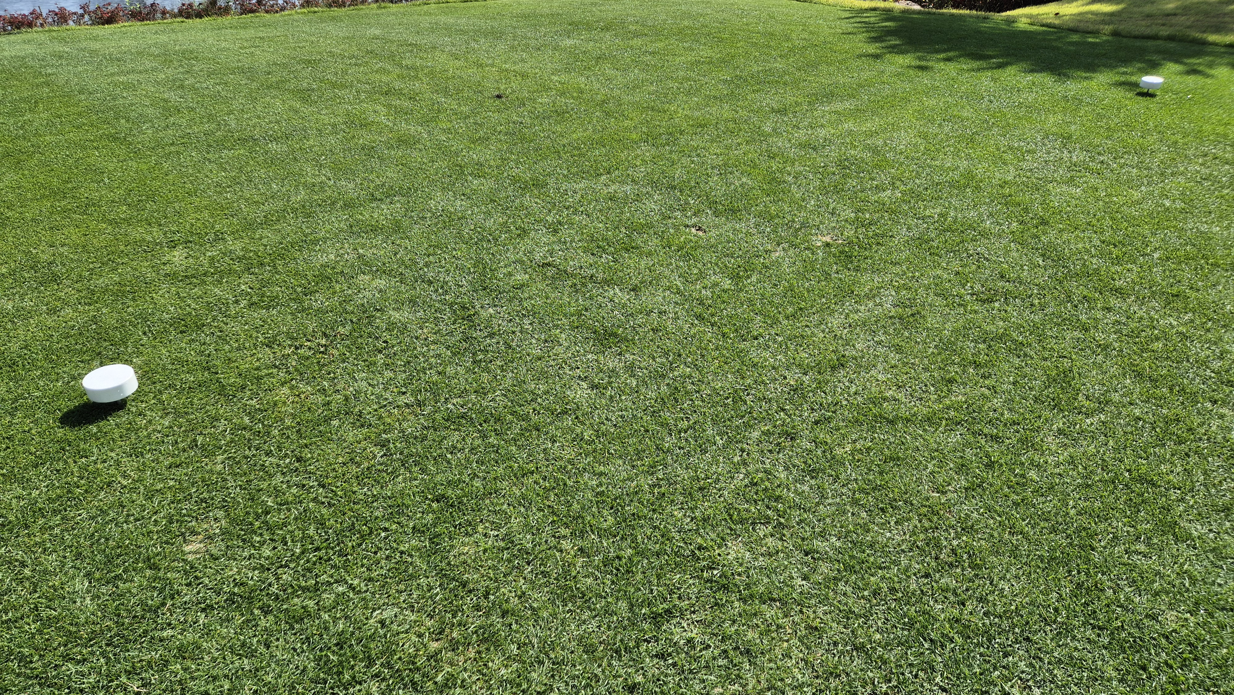 오로라cc 티잉구역 상태