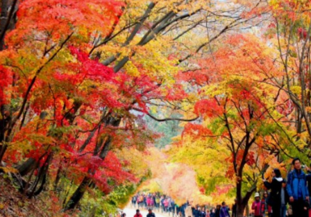 가을에 꼭 가야하는 단풍이 유명한곳 BEST 5곳