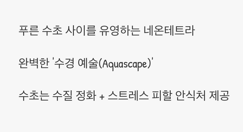 수초와 함께할 때 빛나는 &amp;#39;보석&amp;#39;