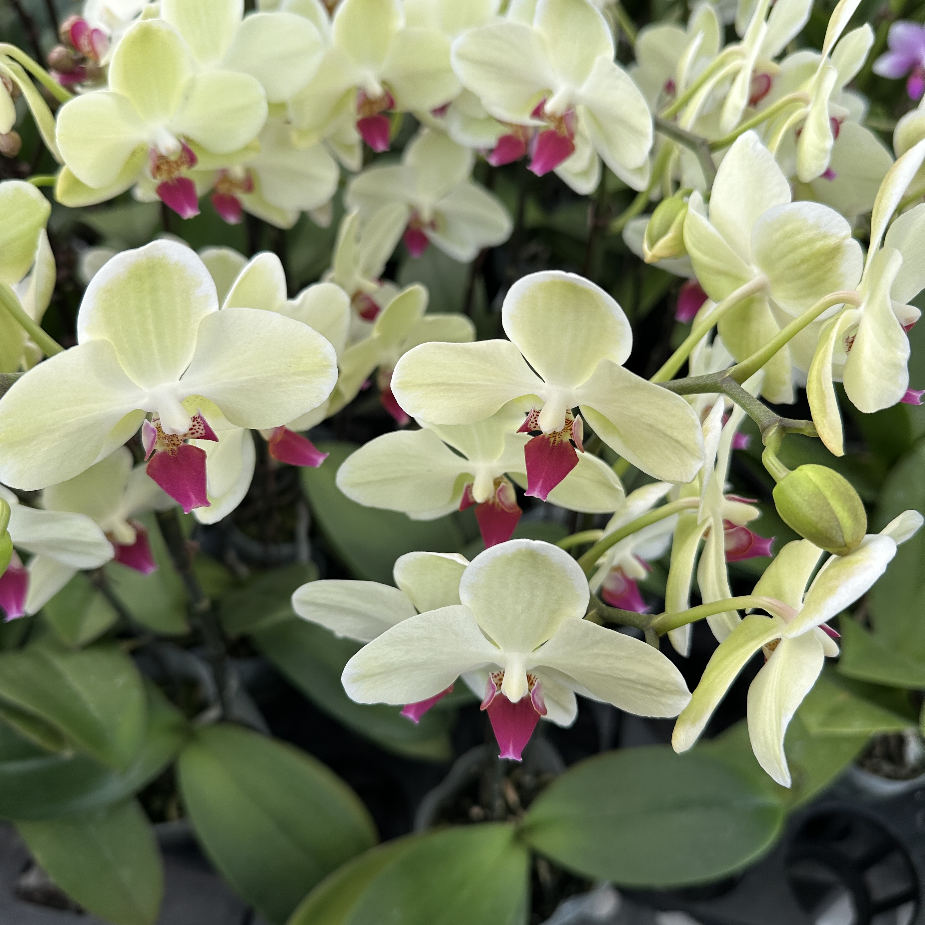 호접란 키우는 법