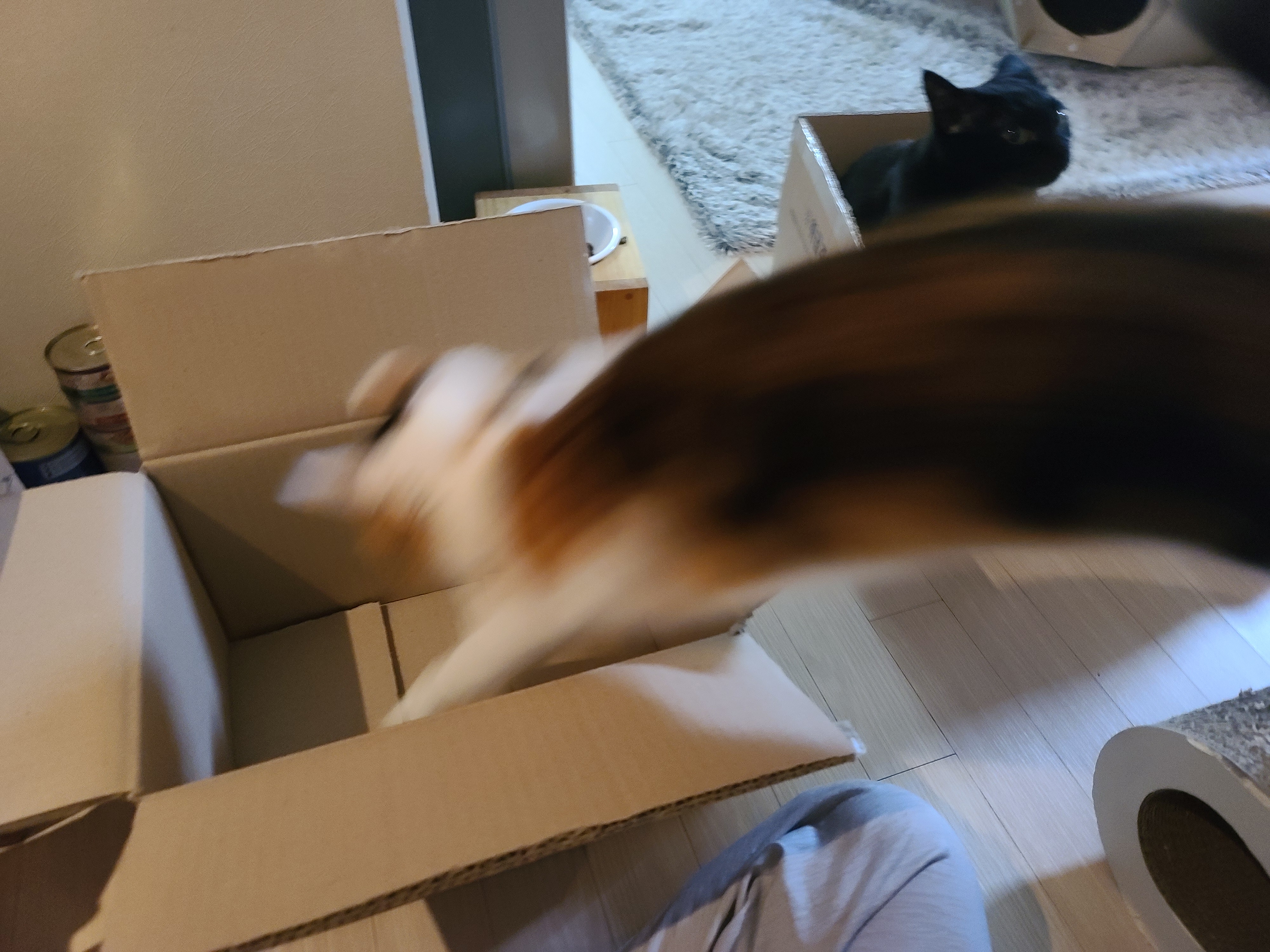 박스가 풍년이다!(feat.신난 건이와 요미.그리고 두리)