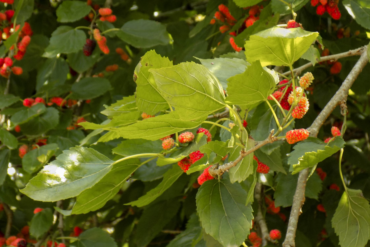 오디-나무-사진