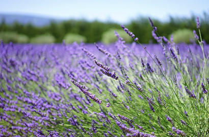 집에서 쉽게 하는 벌레 퇴치법 – 천연 재료로 모기, 초파리, 곰팡이 예방하기