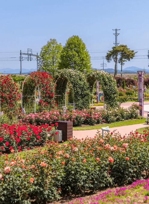곡성 세계 장미 축제 일정 2024&#44; 초대가수 라인업부터 여행 Tip까지 총정리