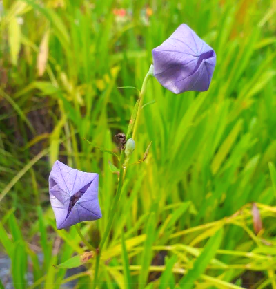 보라색 도라지꽃