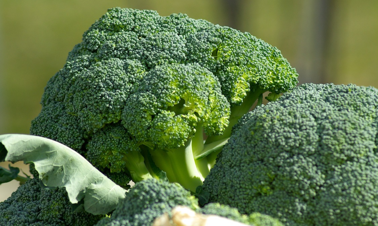 노년층 필수 폐 건강 음식 브로콜리