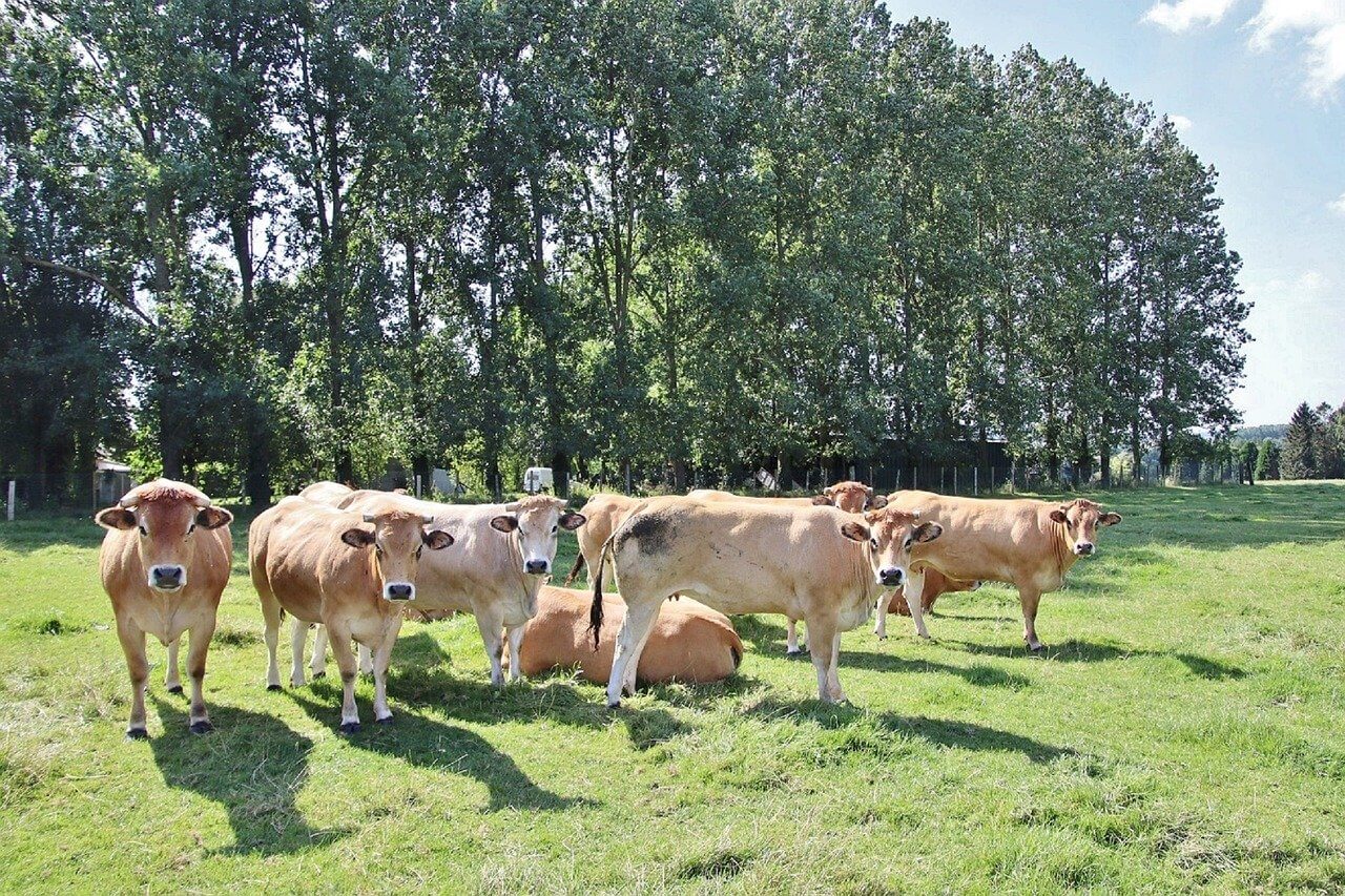 🐮2025년8월소띠운세