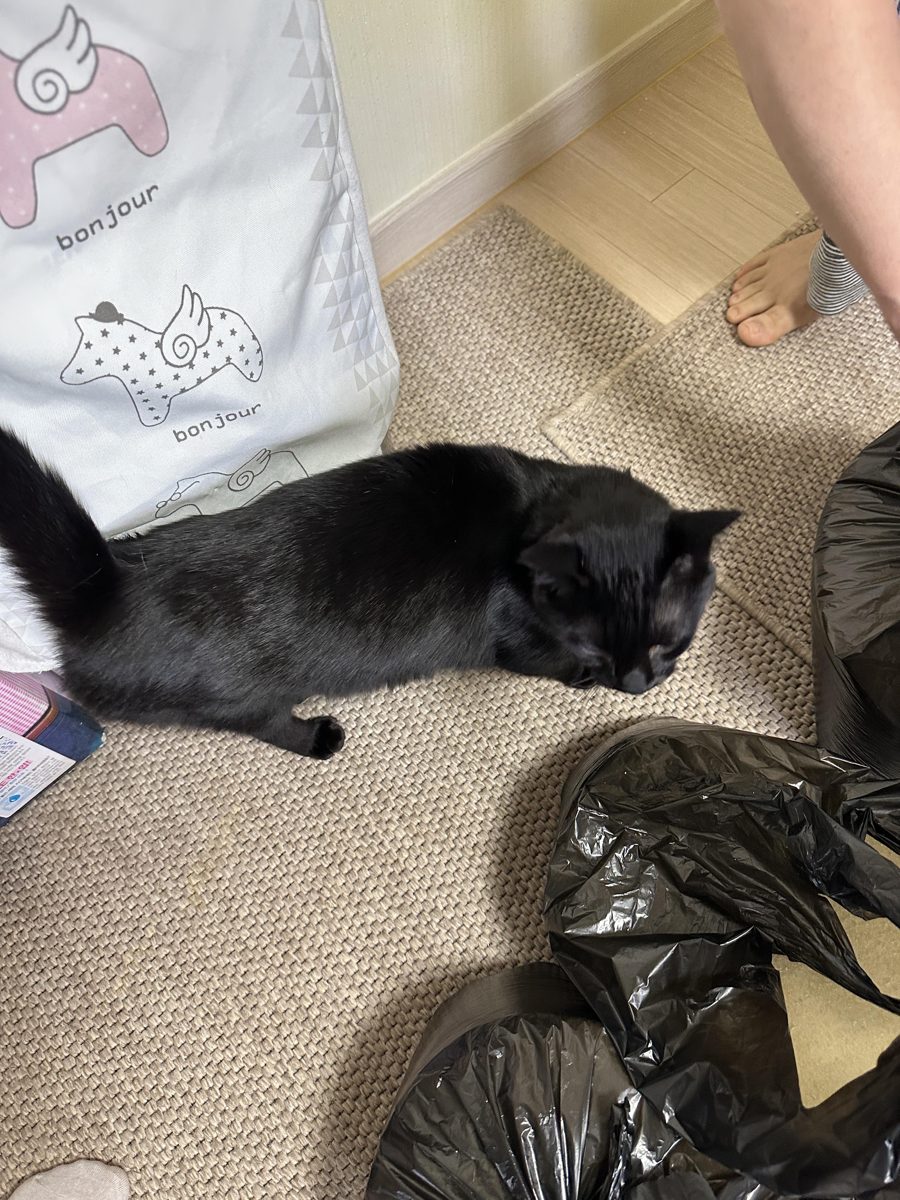 5월의 고양이들 화장실 모래 전체 갈이 (feat. 건이, 루디, 루나)