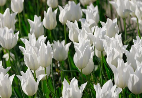 White Triumphator tulip