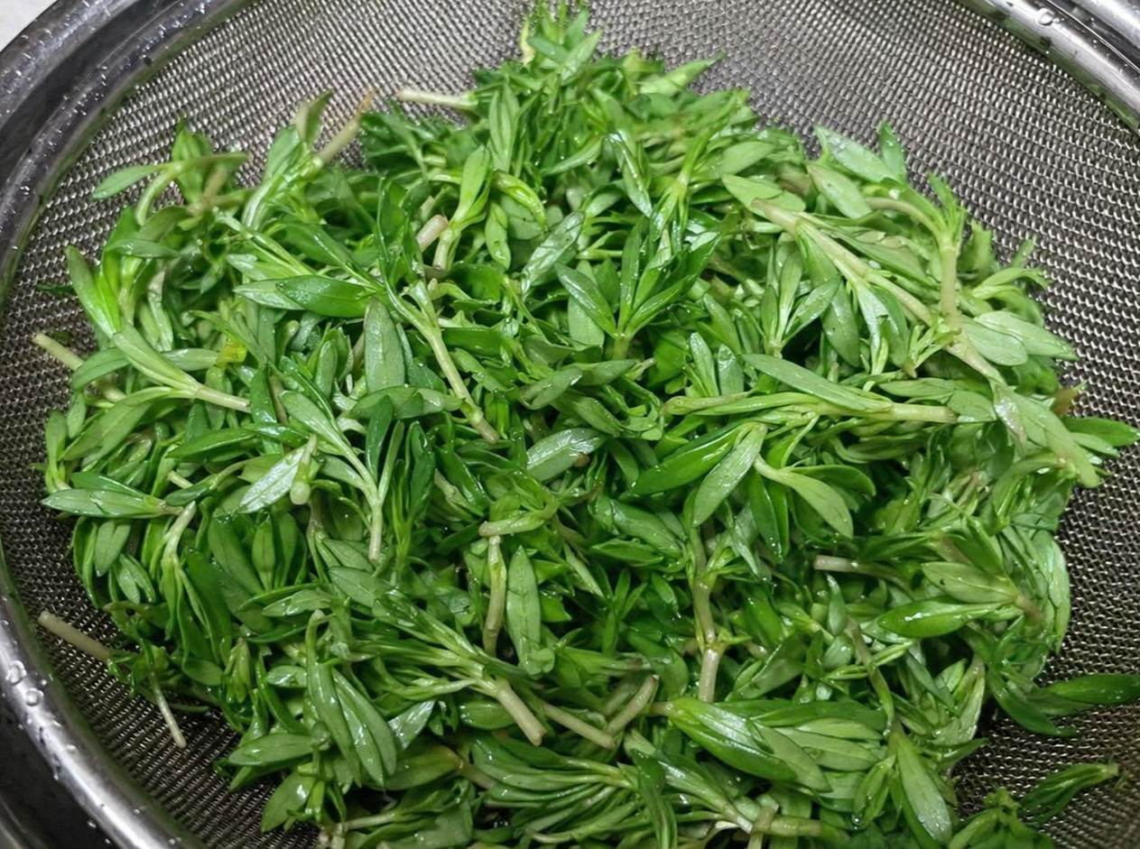 봄철 입맛 살리는 돌나물무침 레시피