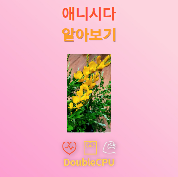 애니시다 탐구