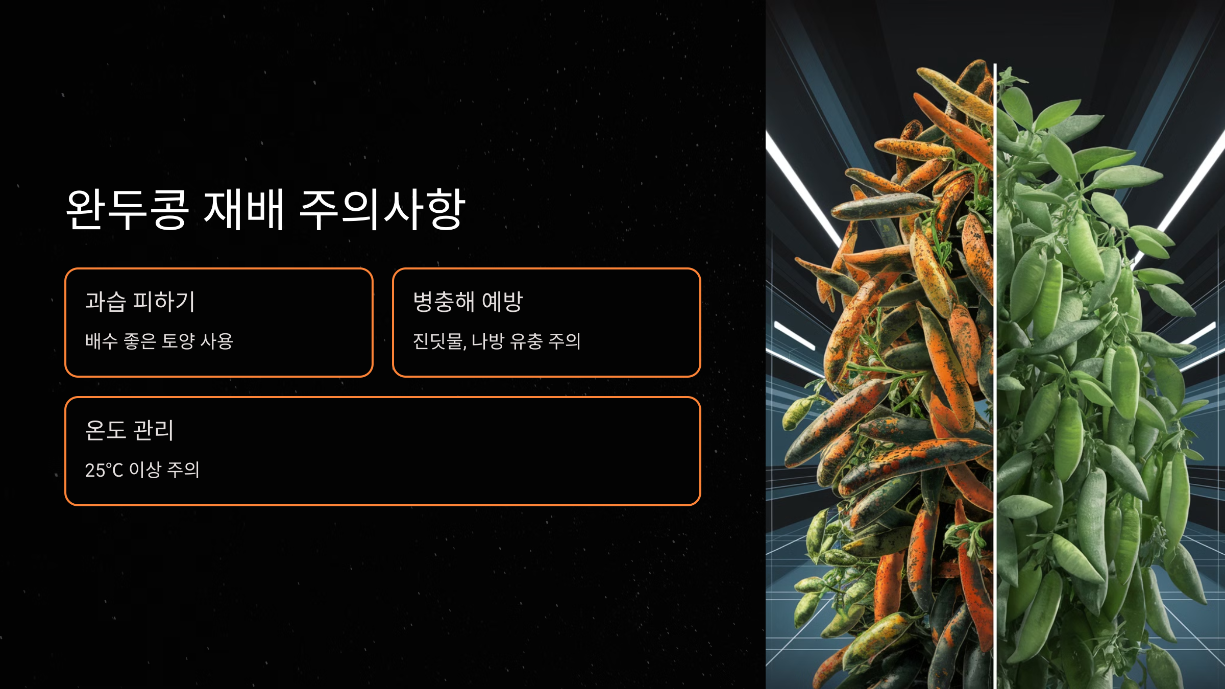 완두콩 재배 시 주의할 점 요약